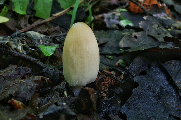 hnojník Coprinus sp.