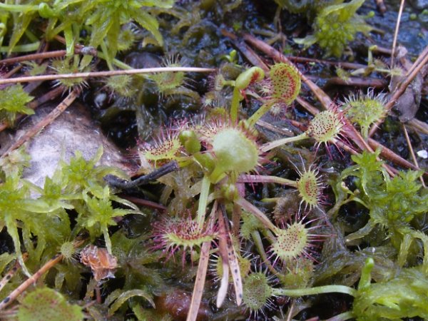 rosička okrúhlolistá Drosera rotundifolia L.