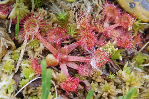 rosička okrúhlolistá Drosera rotundifolia L.