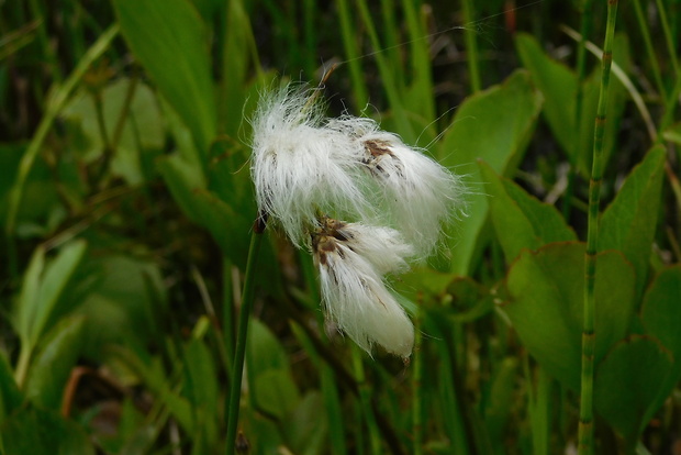 páperník úzkolistý Eriophorum angustifolium Honck.