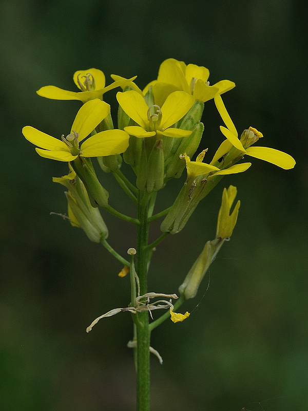 horčičník voňavý Erysimum odoratum P. Gaertn., B. Mey. et Scherb.