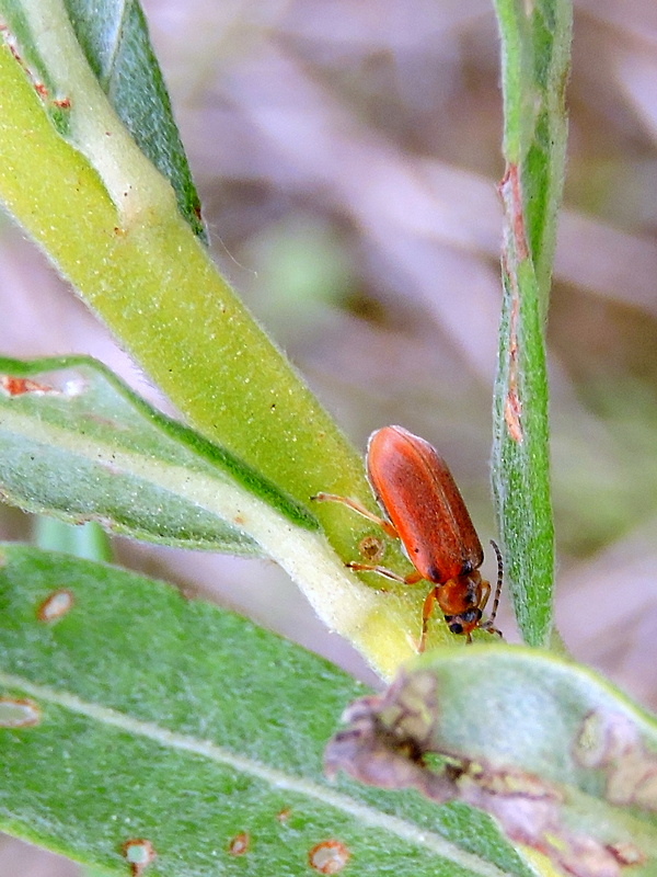 Galerucella lineola