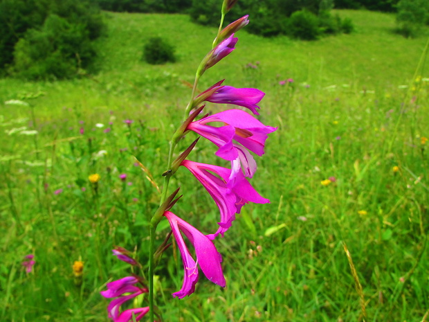 mečík škridlicovitý Gladiolus imbricatus L.