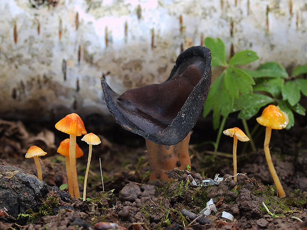 chriapač tmavý Helvella solitaria P. Karst.