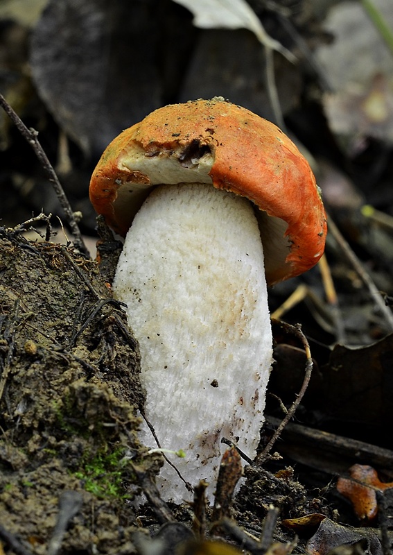 kozák osikový Leccinum albostipitatum den Bakker & Noordel.