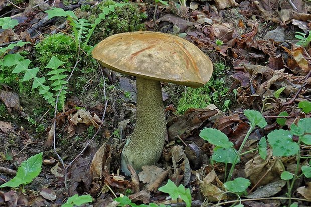 kozák Leccinum sp.