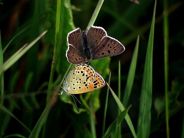 ohniváčik čiernoškvrnný (sk) / ohniváček černoskvrnný (cz) Lycaena tityrus Poda, 1761