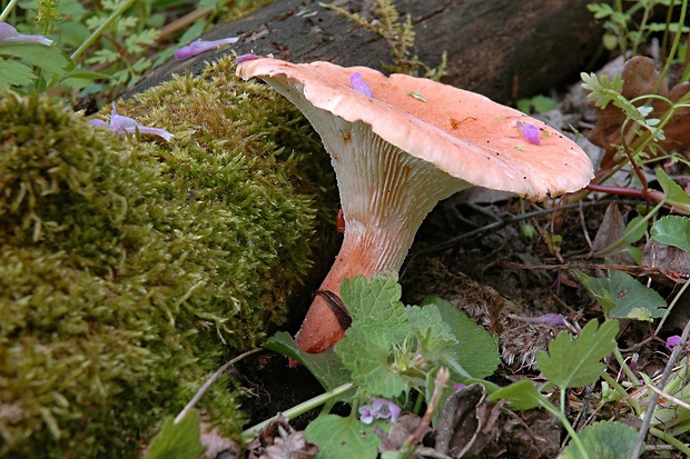 húževnatec pohárovitý Neolentinus schaefferi Redhead & Ginns