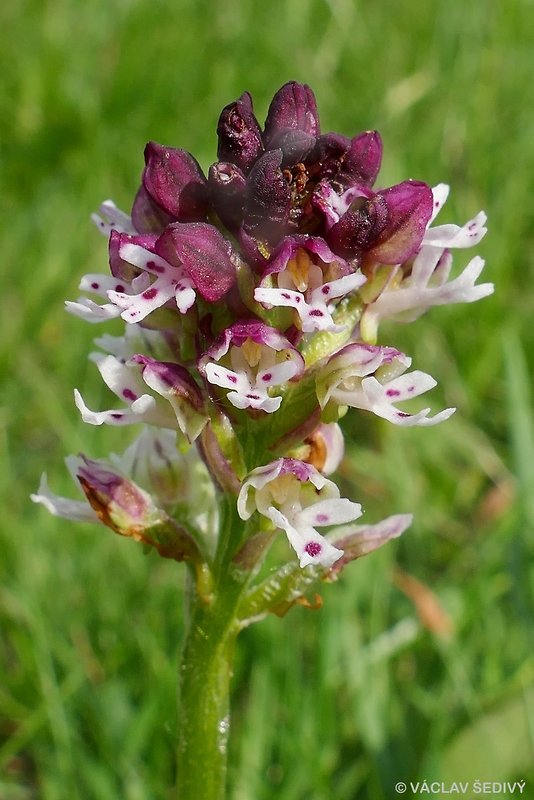 neotinea počerná pravá Neotinea ustulata subsp. ustulata (L.) R. M. Bateman, A. M. Pridgeon et M. W. Chase