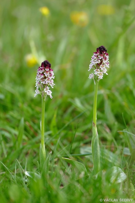 neotinea počerná pravá Neotinea ustulata subsp. ustulata (L.) R. M. Bateman, A. M. Pridgeon et M. W. Chase