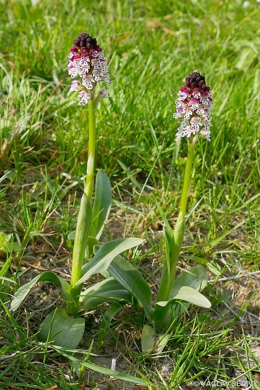 neotinea počerná pravá Neotinea ustulata subsp. ustulata (L.) R. M. Bateman, A. M. Pridgeon et M. W. Chase