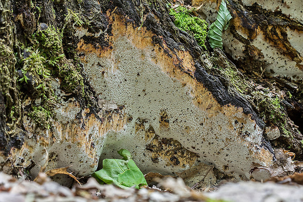 pórovník dreňový Perenniporia medulla-panis (Jacq.) Donk