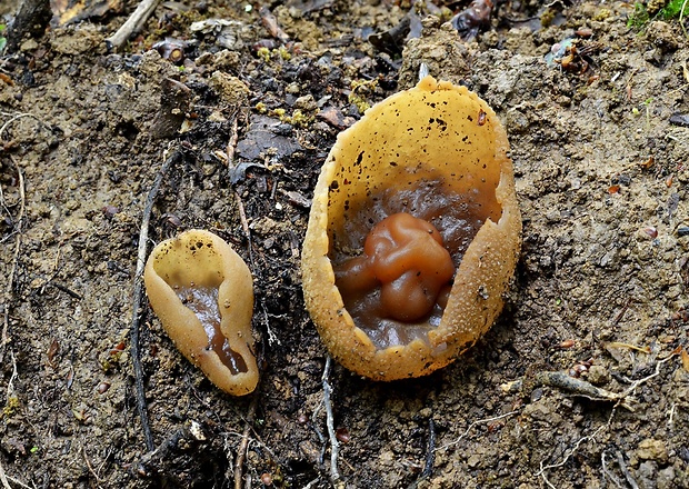 čiaška Peziza sp.