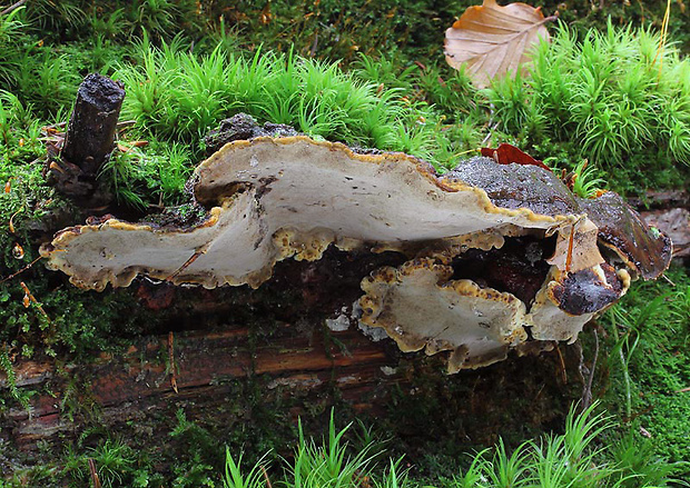 ohňovec ohraničený Phellinus nigrolimitatus (Romell) Bourdot & Galzin