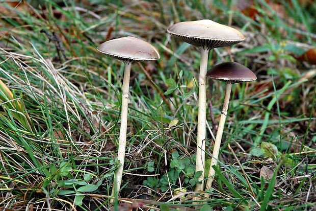 golierovka pologuľovitá Stropharia semiglobata (Batsch) Quél.