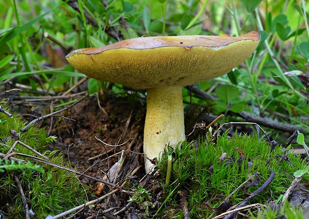 masliak zrnitý Suillus granulatus (L.) Roussel