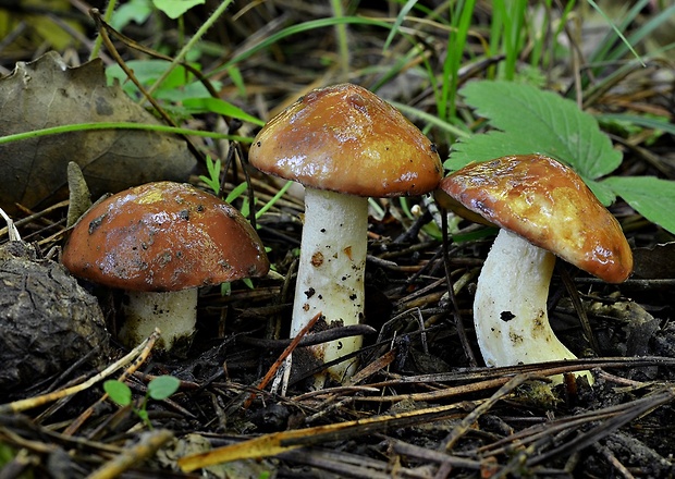 masliak zrnitý Suillus granulatus (L.) Roussel