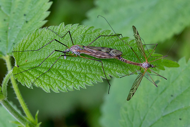 tipuľa Tipula nubeculosa (Tipulidae)