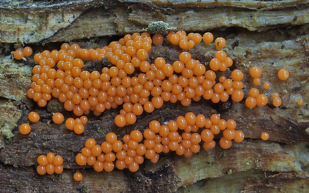 vlasnačka Trichia sp.