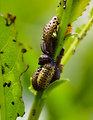 liskavka topoľová- larva
