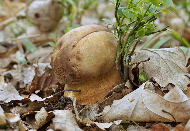 hríb sosnový Boletus pinophilus Pil. et Dermek in Pil.