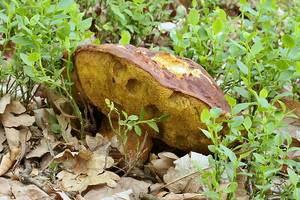 hríb sosnový Boletus pinophilus Pil. et Dermek in Pil.