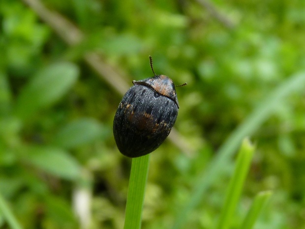 Byrrhus pustulatus