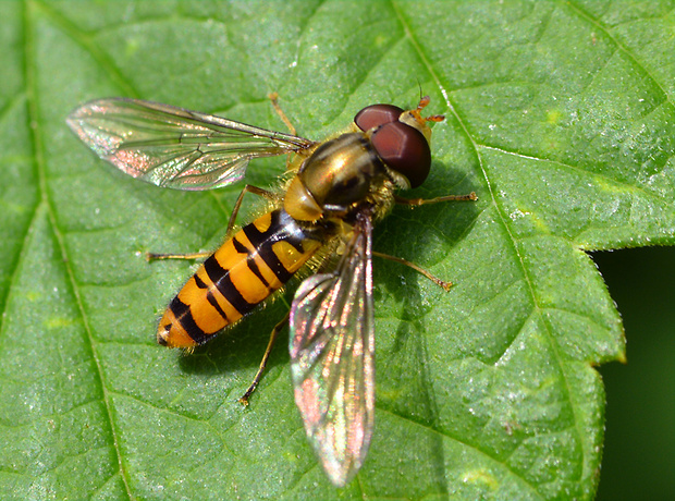 pestrica pruhovaná Episyrphus balteatus