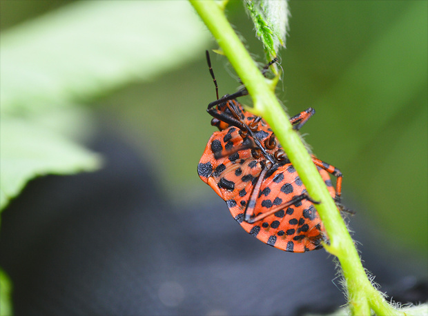 bzdocha pásavá Graphosoma italicum