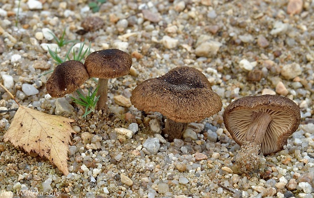 vláknice plsťovitá Inocybe lacera (Fr.) P. Kumm.