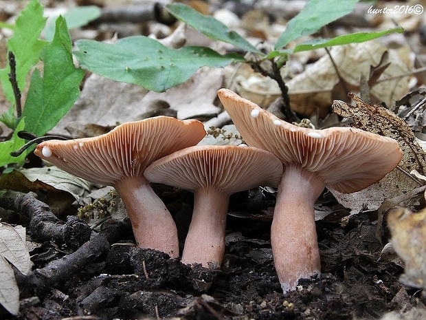 rýdzik klamný Lactarius decipiens Quél.