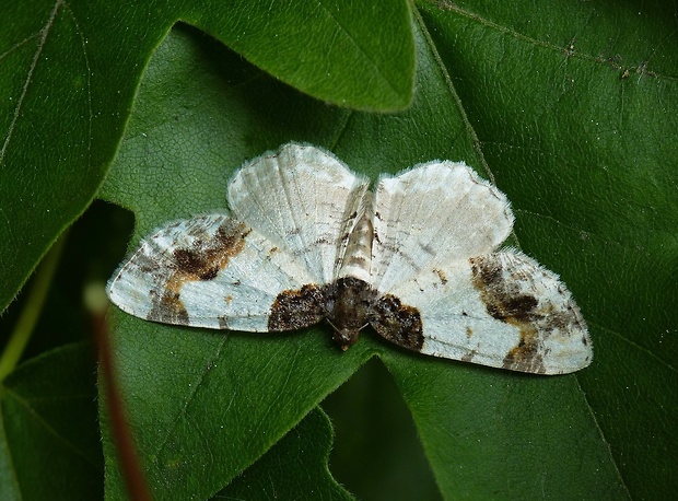 piadivka bršlenová Ligdia adustata