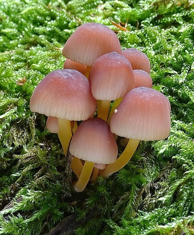 prilbička žltohlúbiková Mycena renati Quél.