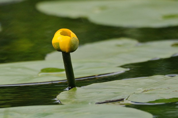 leknica žltá Nuphar lutea (L.) Sm.