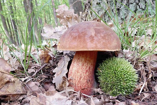 hríb zrnitohlúbikový Sutorius luridiformis (Rostk.) G. Wu & Zhu L. Yang