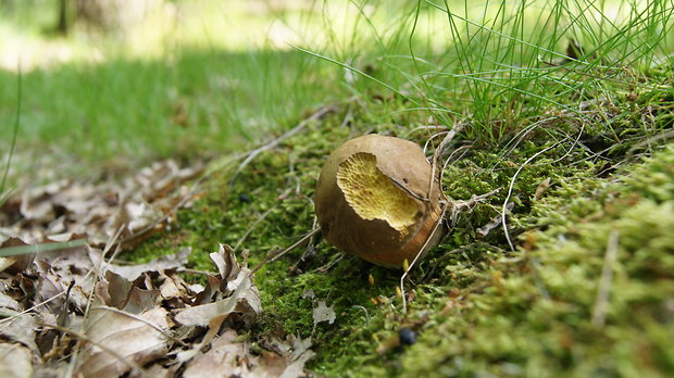 hríb zrnitohlúbikový Sutorius luridiformis (Rostk.) G. Wu & Zhu L. Yang