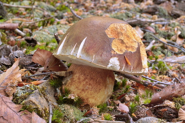 hríb sosnový Boletus pinophilus Pil. et Dermek in Pil.