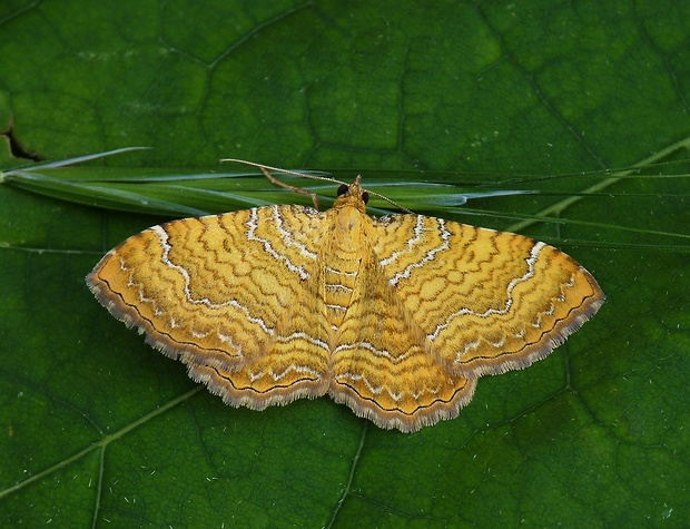 piadivka žihľavová Camptogramma bilineata