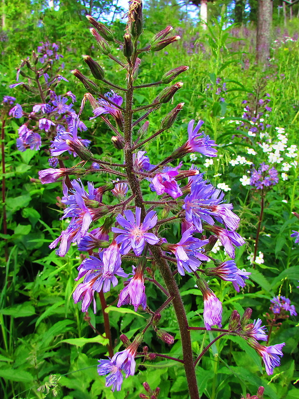 mliečivec alpínsky Cicerbita alpina (L.) Wallr.