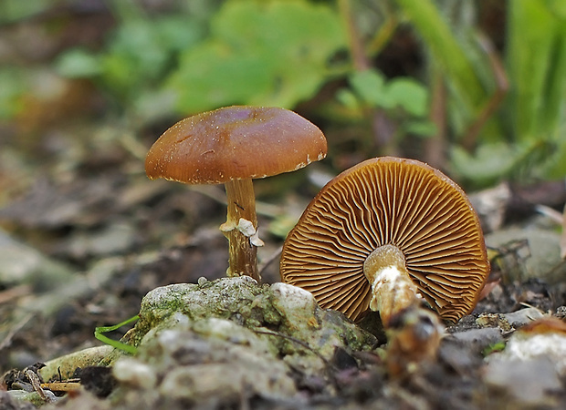 kapucňovec Conocybe aporos Kits van Wav.