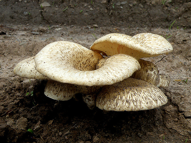 húževnatec tigrovaný Lentinus tigrinus (Bull.) Fr.