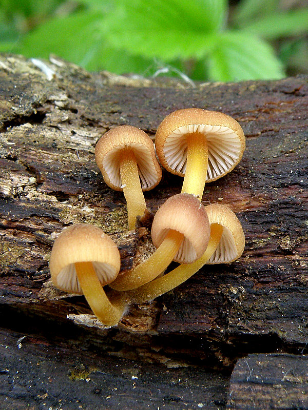 prilbička žltohlúbiková Mycena renati Quél.