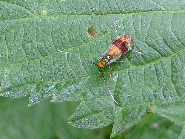 adéla marulková / adéla měrnicová Nemophora fasciella  Fabricius, 1775