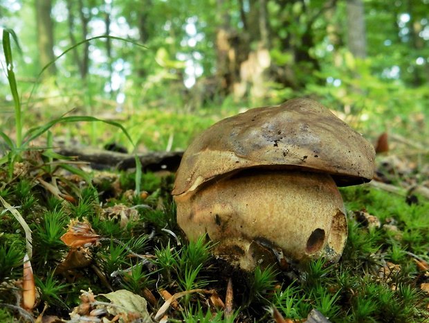 hríb zrnitohlúbikový Sutorius luridiformis (Rostk.) G. Wu & Zhu L. Yang