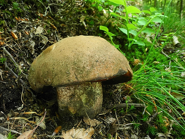 hríb zrnitohlúbikový Sutorius luridiformis (Rostk.) G. Wu & Zhu L. Yang