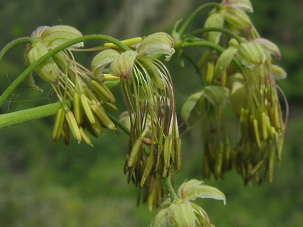 žltuška smradľavá Thalictrum foetidum L.