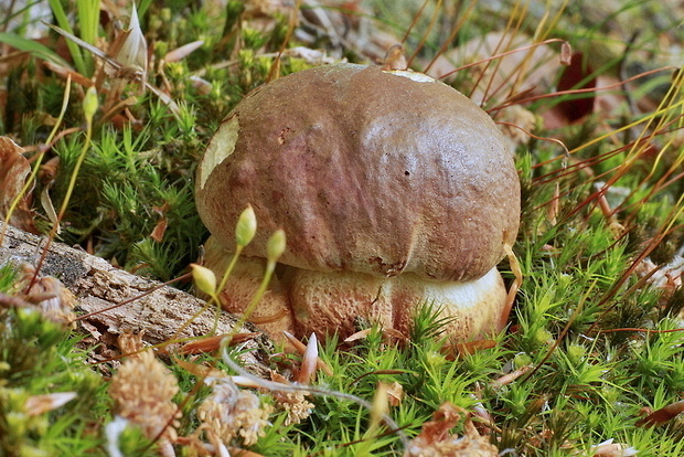 hríb sosnový Boletus pinophilus Pil. et Dermek in Pil.