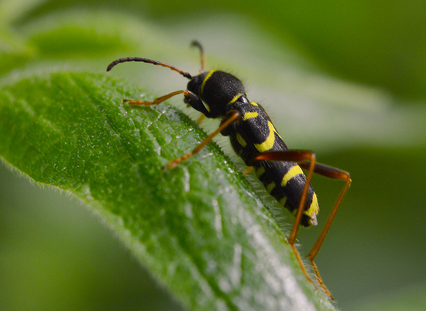 fúzač Clytus arietis