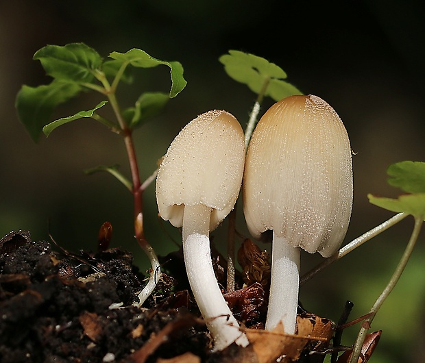 hnojník Coprinus sp.