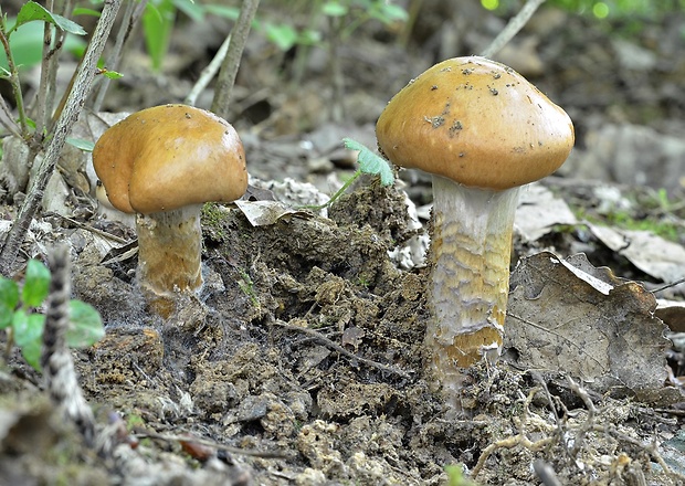 pavučinovec mazľavý Cortinarius trivialis J.E. Lange